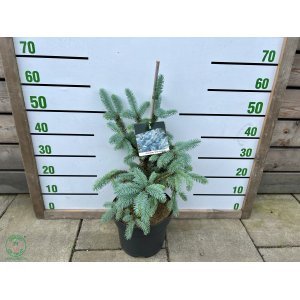 Smrek pichľavý (Picea Pungens) ´ERICH FRAHM´ - výška: 40-60 cm, kont. C7.5L